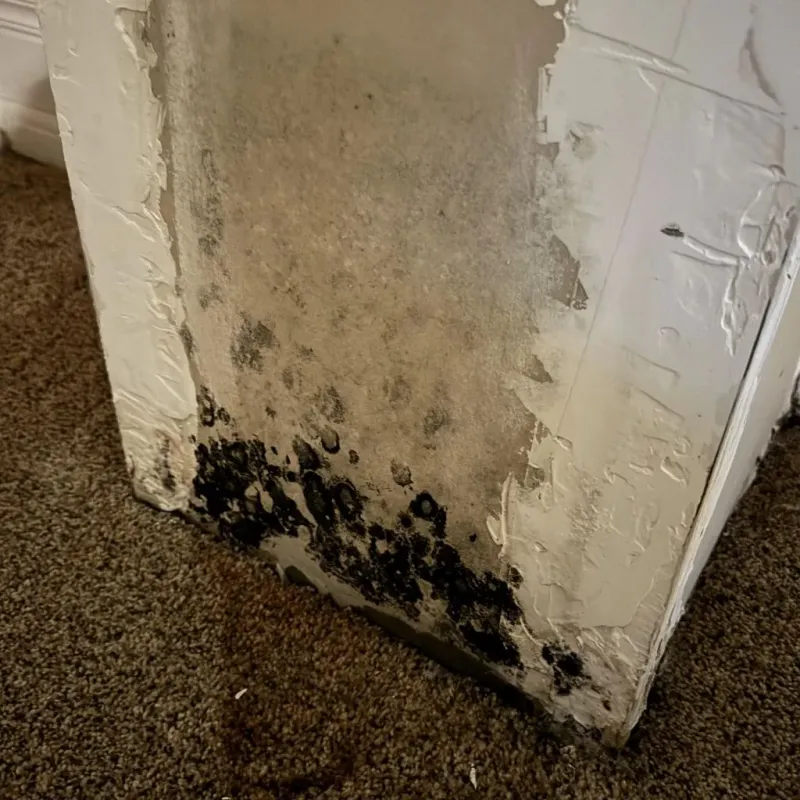 Professional Mold Removal in Kokomo, IN